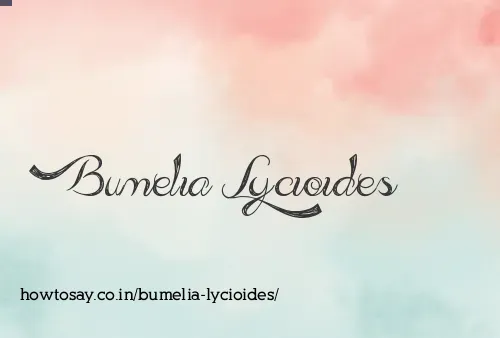 Bumelia Lycioides