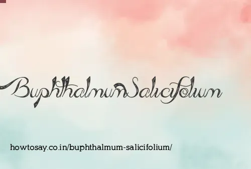 Buphthalmum Salicifolium