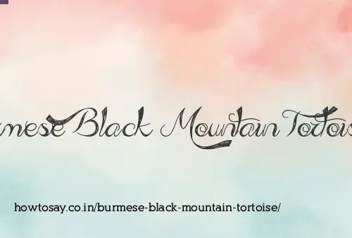 Burmese Black Mountain Tortoise