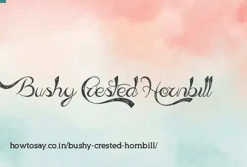 Bushy Crested Hornbill