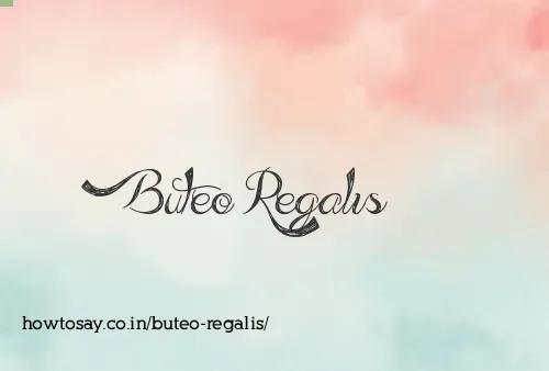 Buteo Regalis