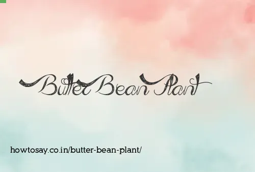 Butter Bean Plant