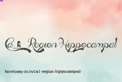 Ca1 Region Hippocampal