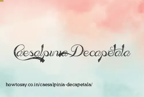 Caesalpinia Decapetala