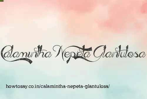 Calamintha Nepeta Glantulosa