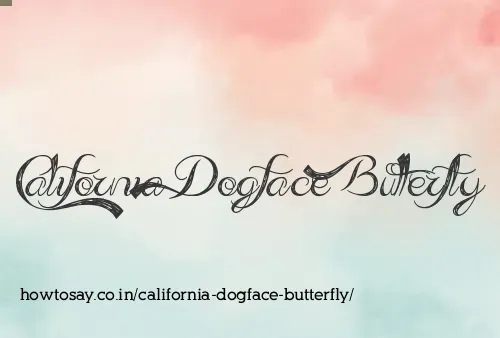 California Dogface Butterfly