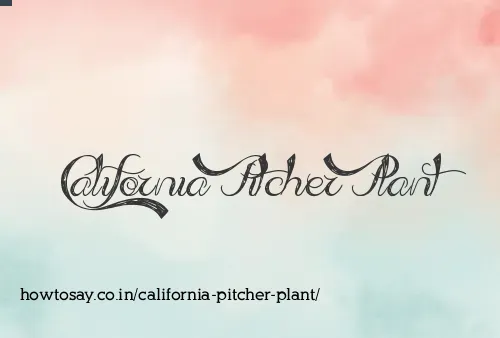 California Pitcher Plant