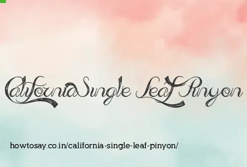 California Single Leaf Pinyon
