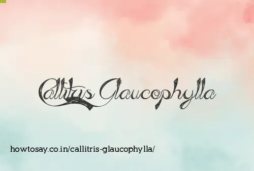 Callitris Glaucophylla