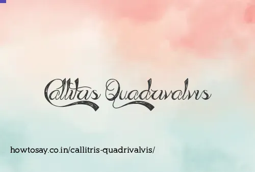 Callitris Quadrivalvis
