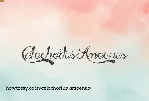 Calochortus Amoenus