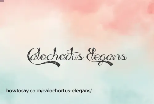Calochortus Elegans