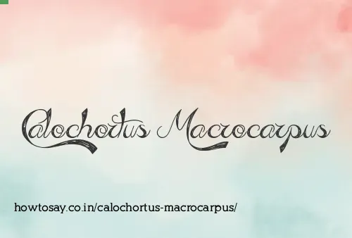 Calochortus Macrocarpus