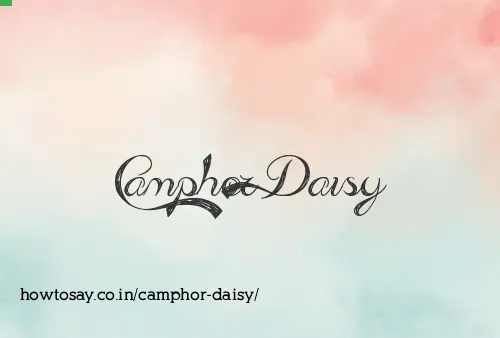 Camphor Daisy