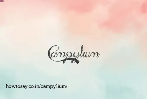Campylium