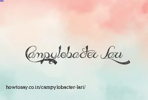 Campylobacter Lari