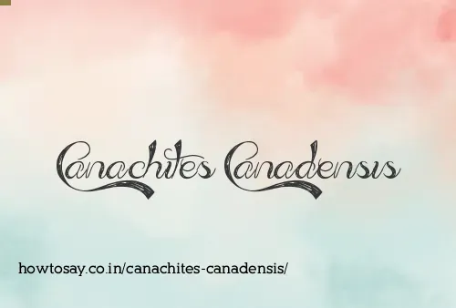 Canachites Canadensis