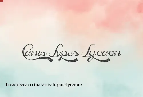 Canis Lupus Lycaon
