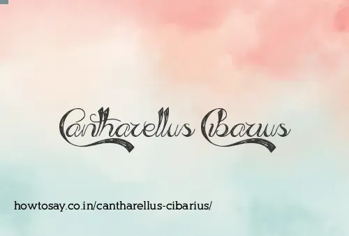 Cantharellus Cibarius