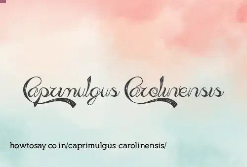 Caprimulgus Carolinensis
