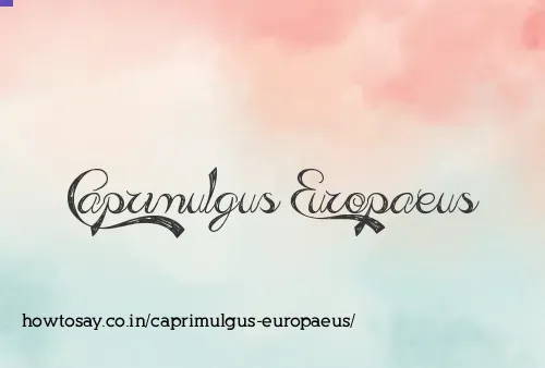 Caprimulgus Europaeus