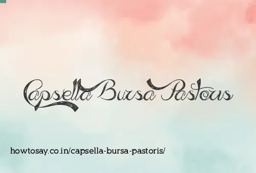 Capsella Bursa Pastoris