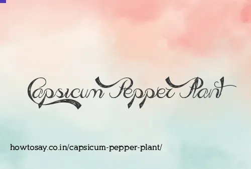 Capsicum Pepper Plant