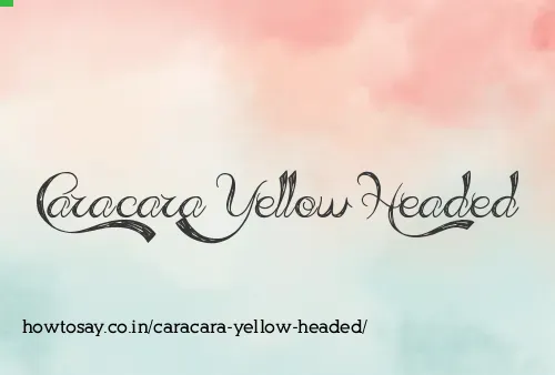 Caracara Yellow Headed