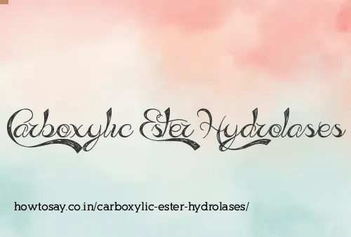 Carboxylic Ester Hydrolases