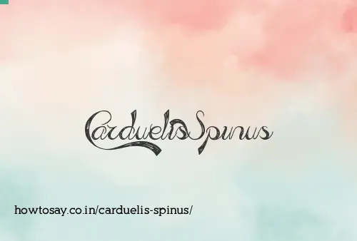 Carduelis Spinus