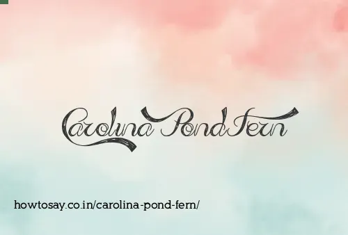 Carolina Pond Fern