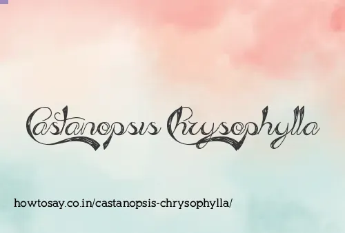 Castanopsis Chrysophylla