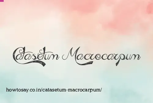 Catasetum Macrocarpum