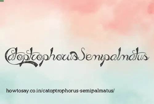 Catoptrophorus Semipalmatus