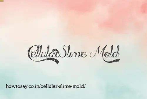 Cellular Slime Mold