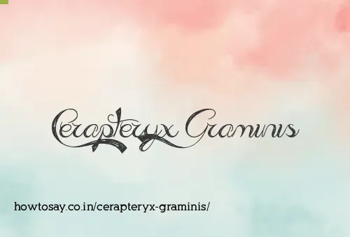 Cerapteryx Graminis