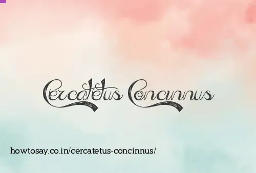 Cercatetus Concinnus