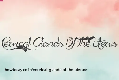 Cervical Glands Of The Uterus