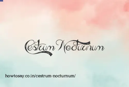 Cestrum Nocturnum