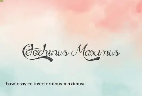 Cetorhinus Maximus