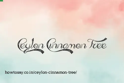 Ceylon Cinnamon Tree