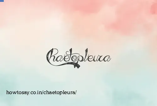 Chaetopleura