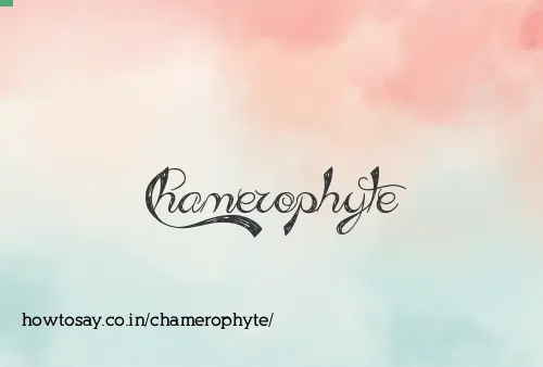 Chamerophyte