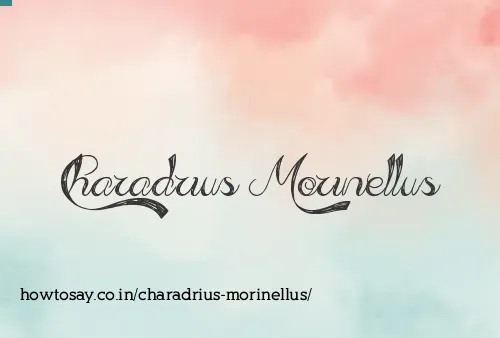 Charadrius Morinellus