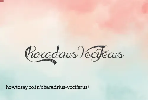 Charadrius Vociferus