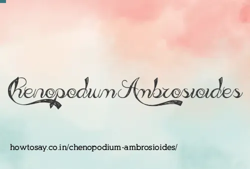 Chenopodium Ambrosioides