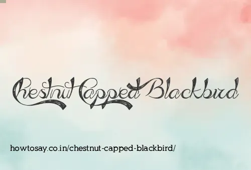 Chestnut Capped Blackbird