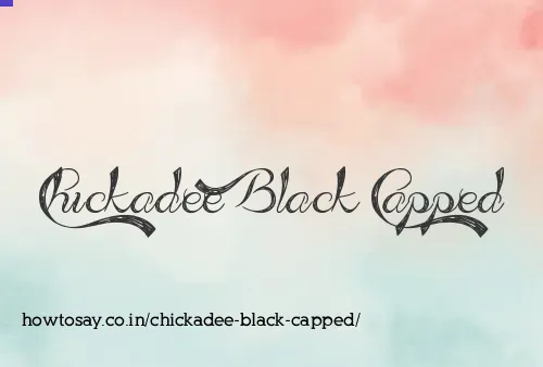 Chickadee Black Capped
