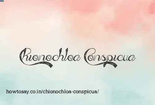 Chionochloa Conspicua