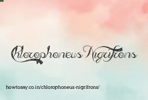 Chlorophoneus Nigrifrons
